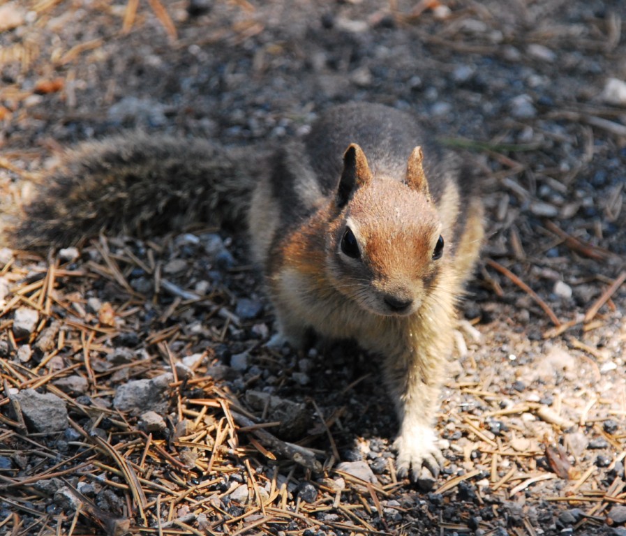 Ground squirrel