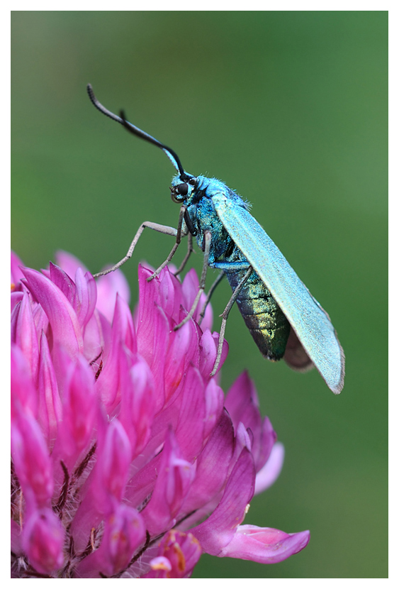 Gruenwidderchen auf Blume 3