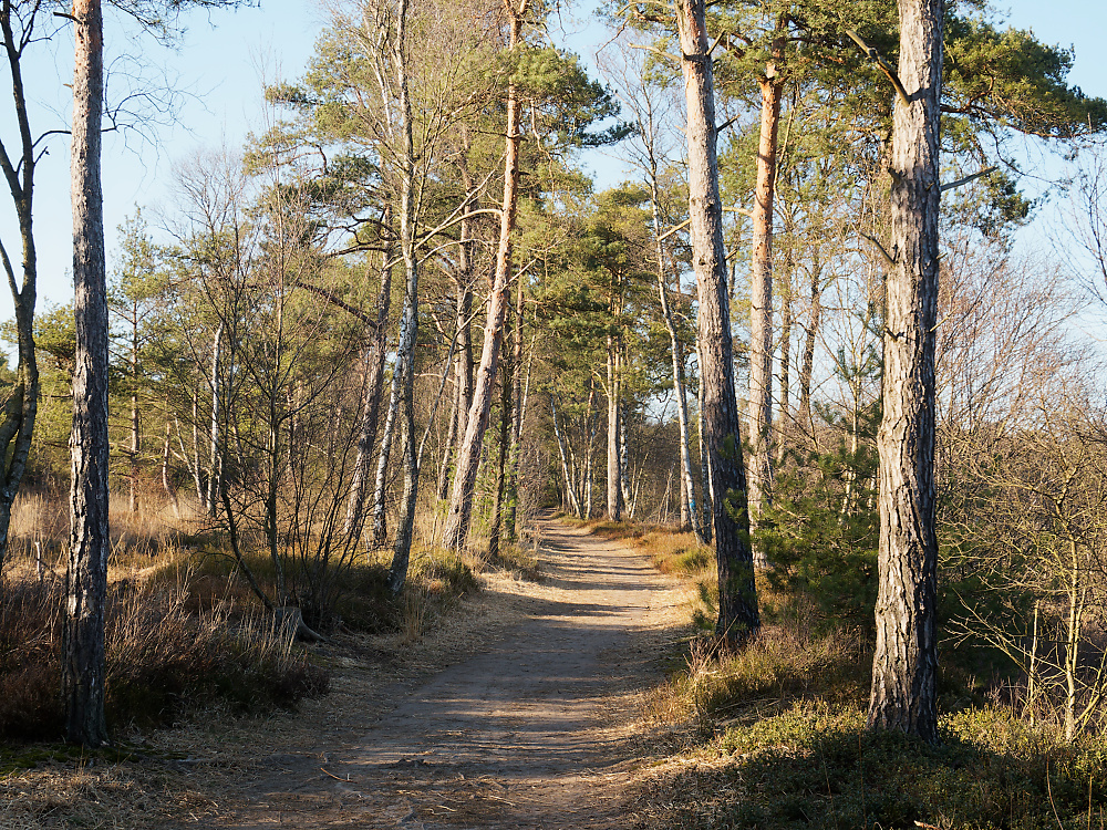 Grundloses Moor.jpg