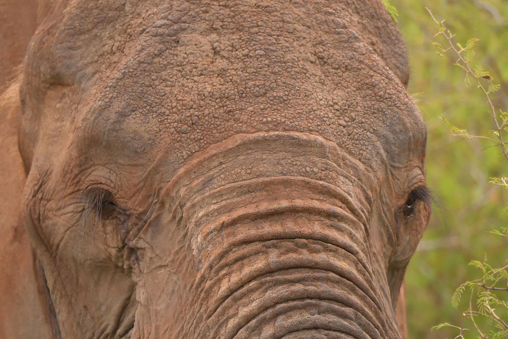 GS KNP 2016 Elefant 10