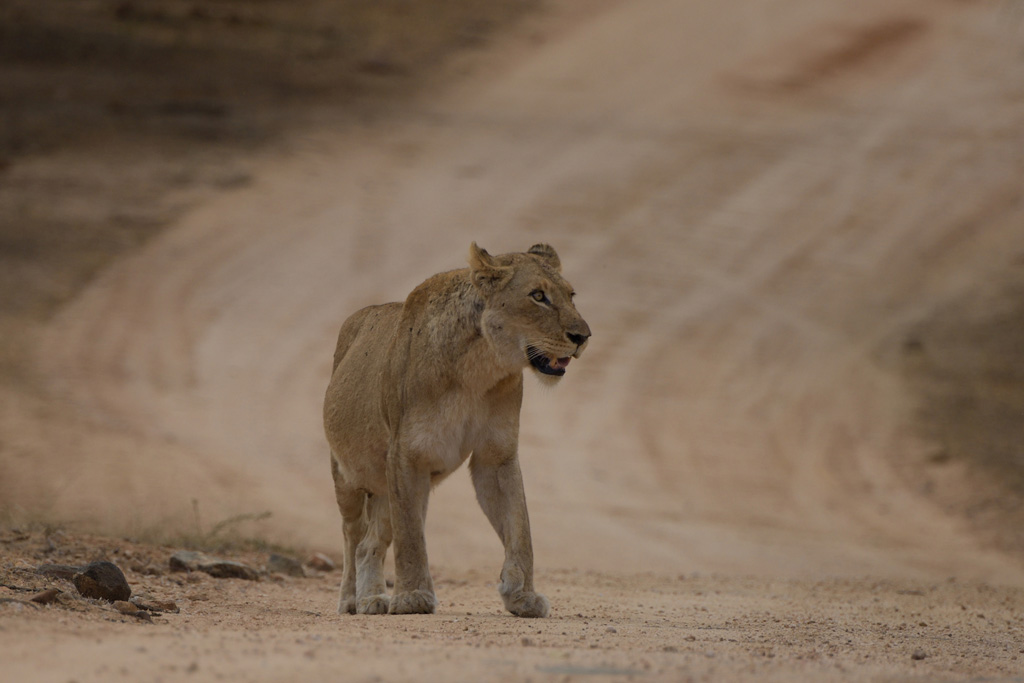 GS KNP 2016 Löwen 07
