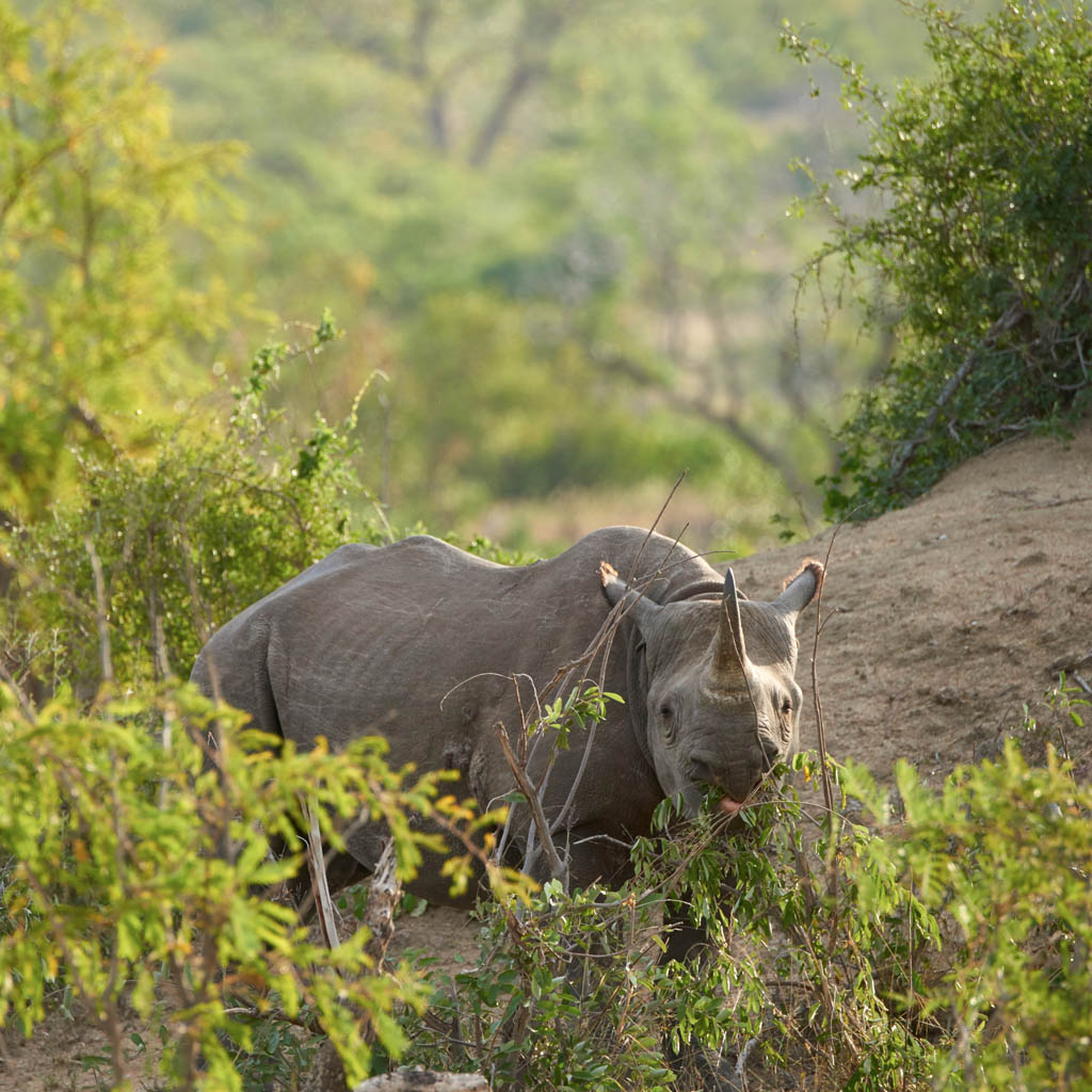 GS KNP 2016 Nashorn 04