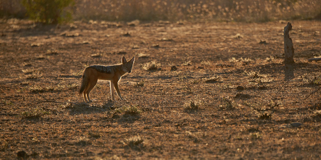 GS KNP 2016 Schakal 01
