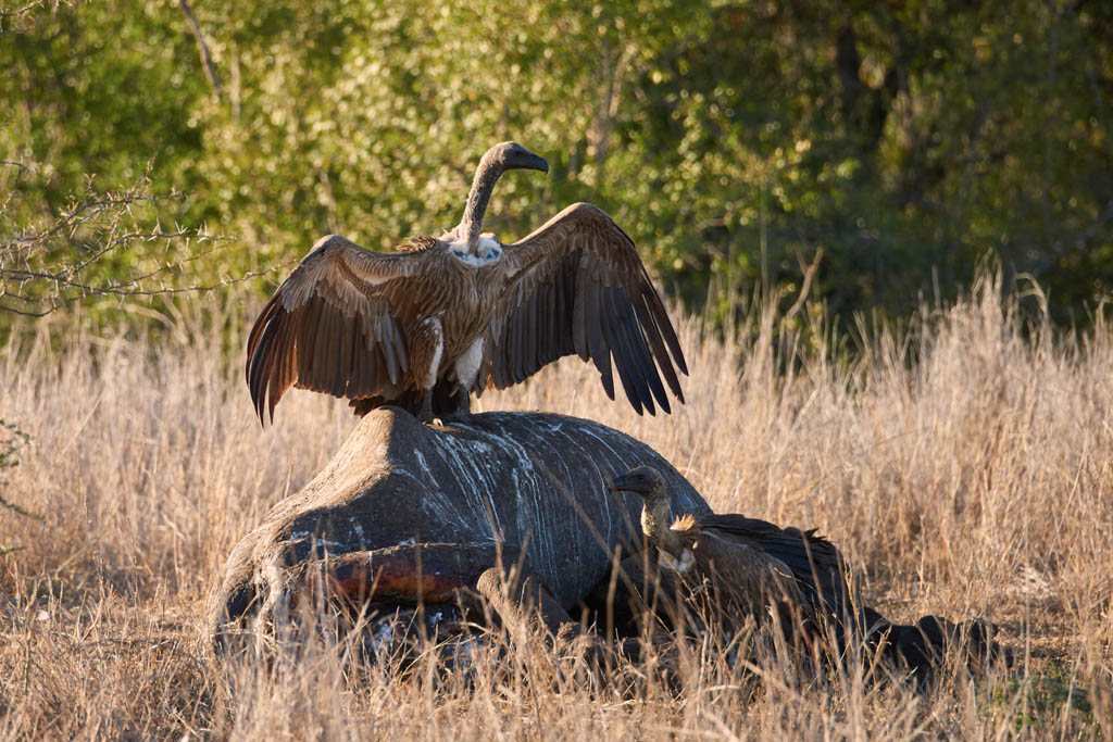 GS KNP 2016 Vögel 18