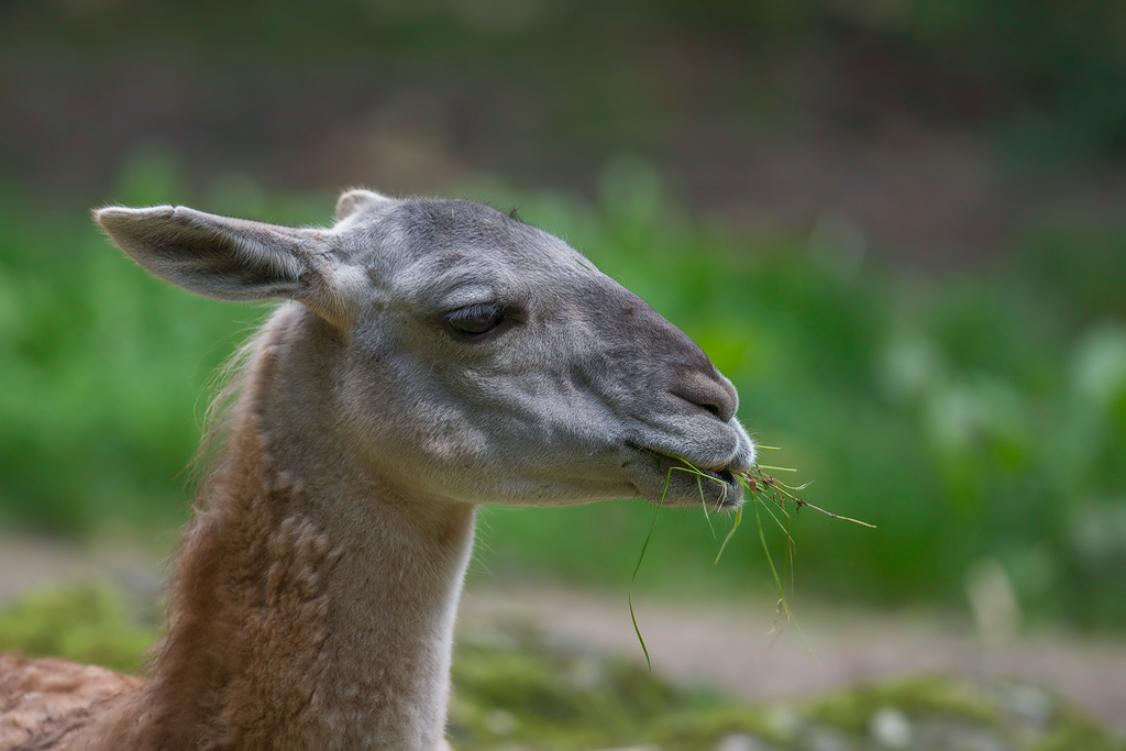 Guanako
Tiergarten Nürnberg