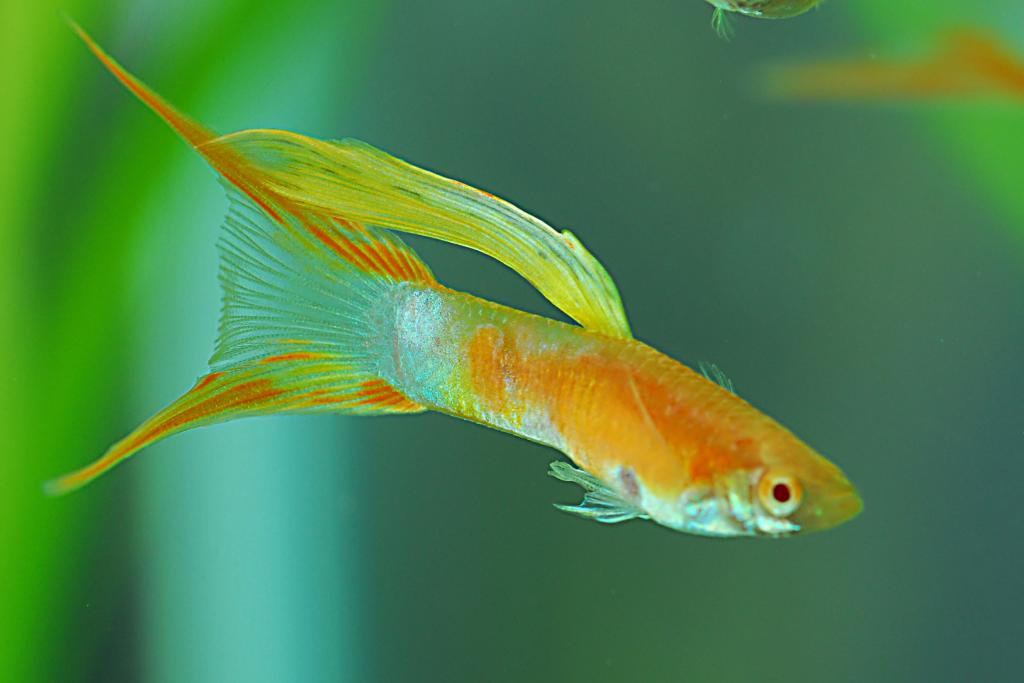 Guppy Doppelschwert