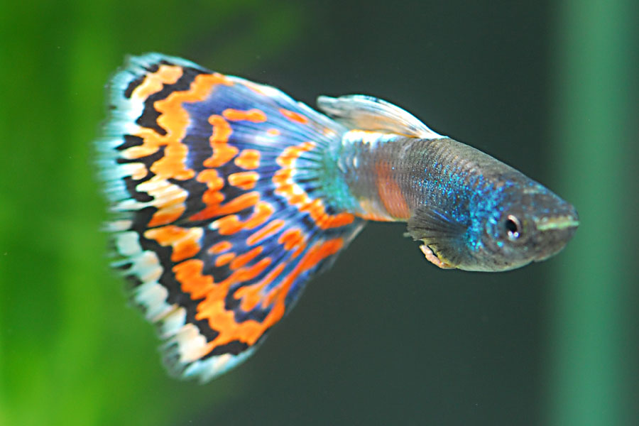 Guppy Triangel moskau bunt