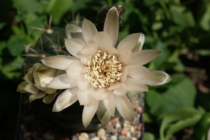 Gymnocalycium