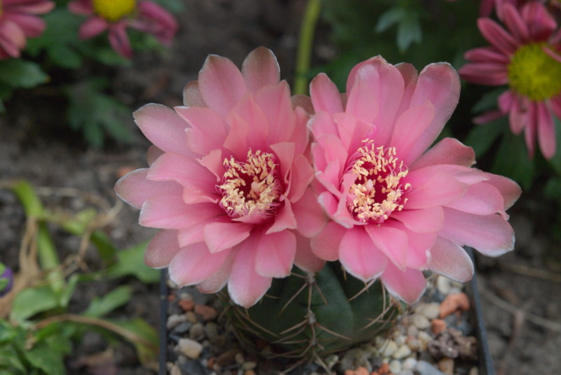 Gymnocalycium
