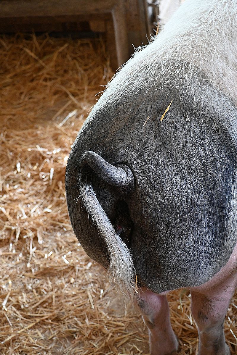 Hällisches Schwein.jpg