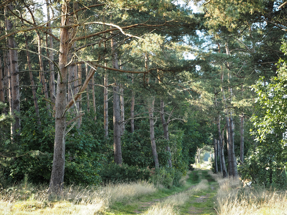 Hämelheide.jpg