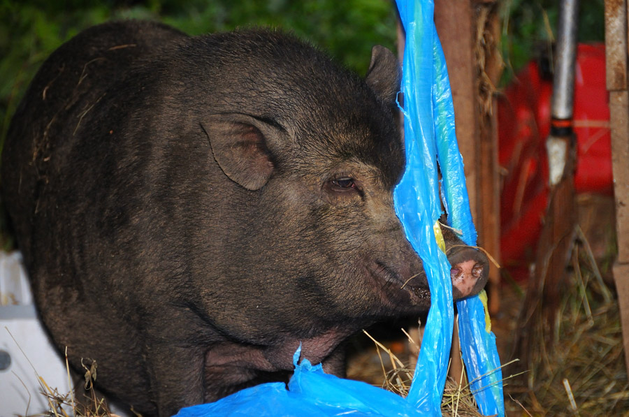 Hängebauchschwein mit Plastiktüte