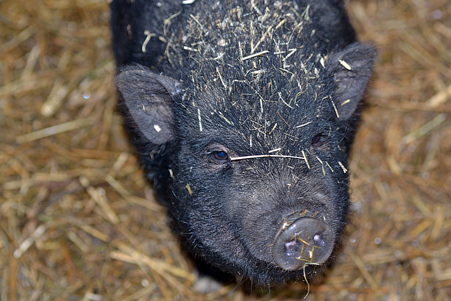 Hängebauchschweinchen