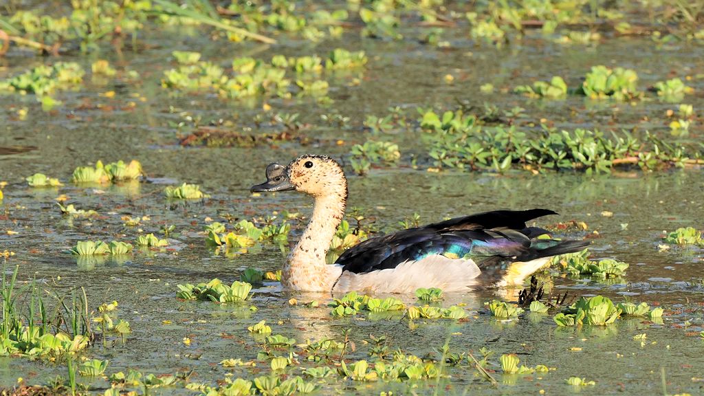 Höckerente
Knob-billed Duck
0065