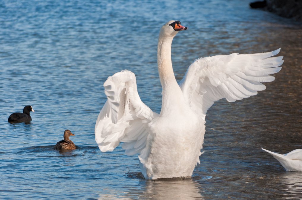 Höckerschwan
