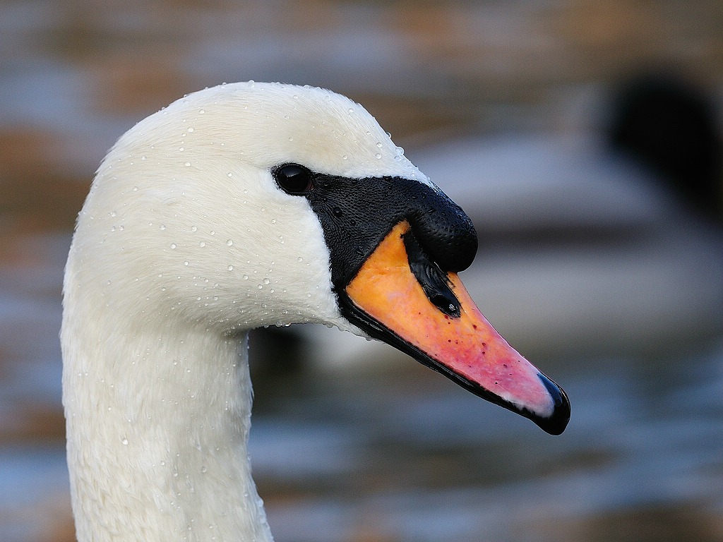 Höckerschwan