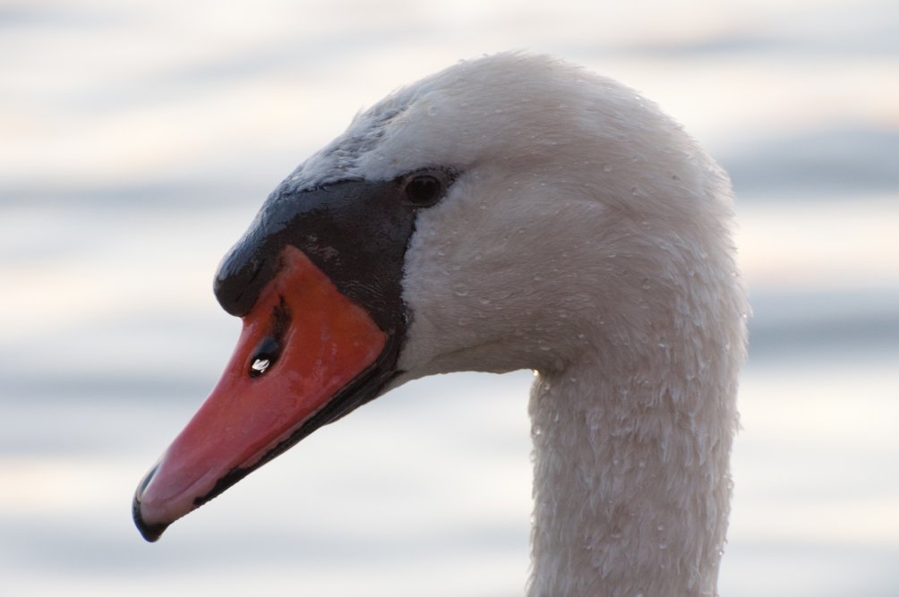 Höckerschwan1
