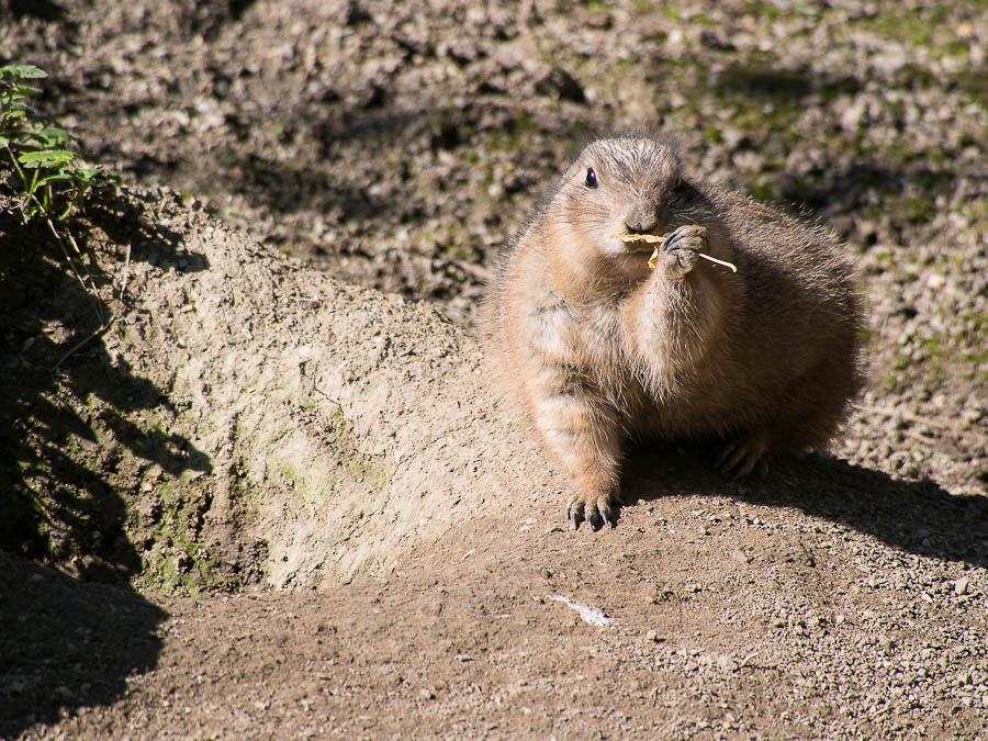 Hörnchen 1 (1 von 1)
