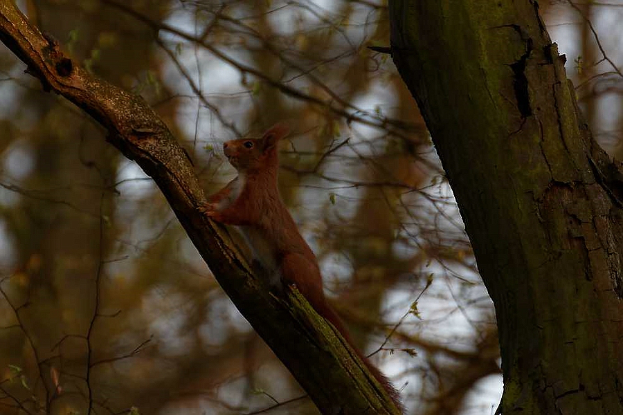 Hörnchen