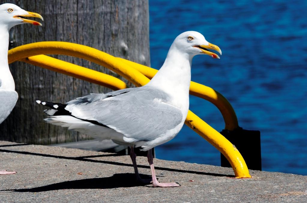 HörnumMöwe