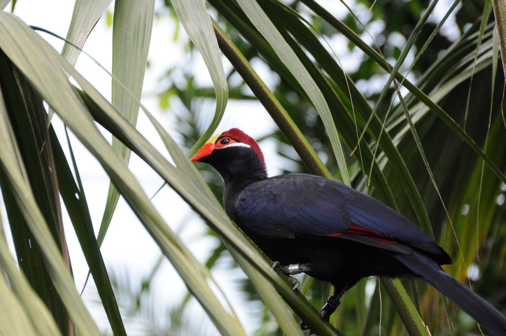 Hübscher Vogel 2