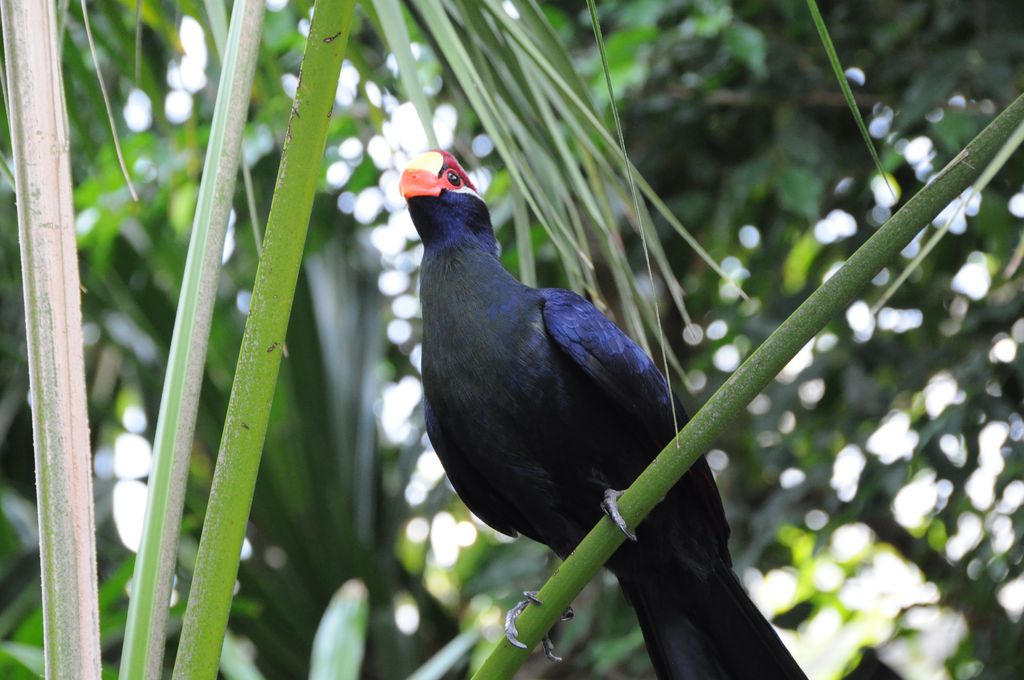Hübscher Vogel