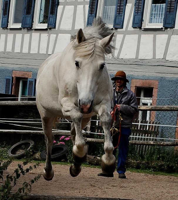 hüpfer