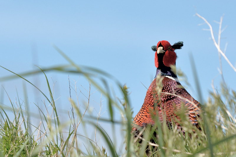 Hütchen auf - Jagdfasan