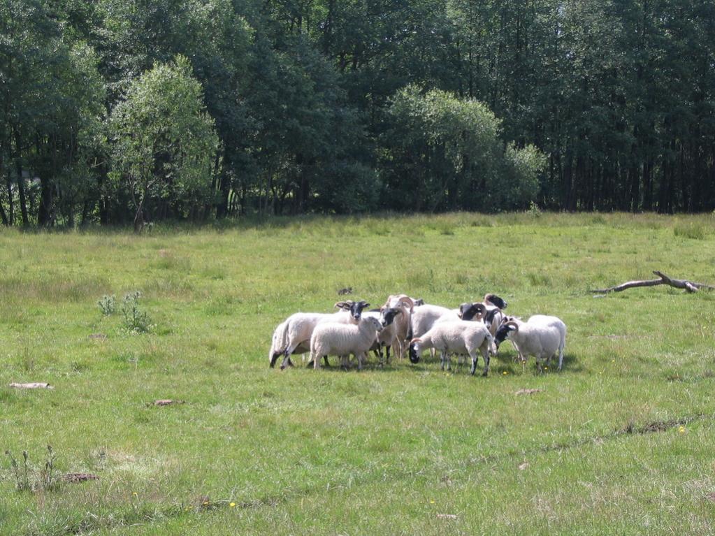 Hüten am Schaaf