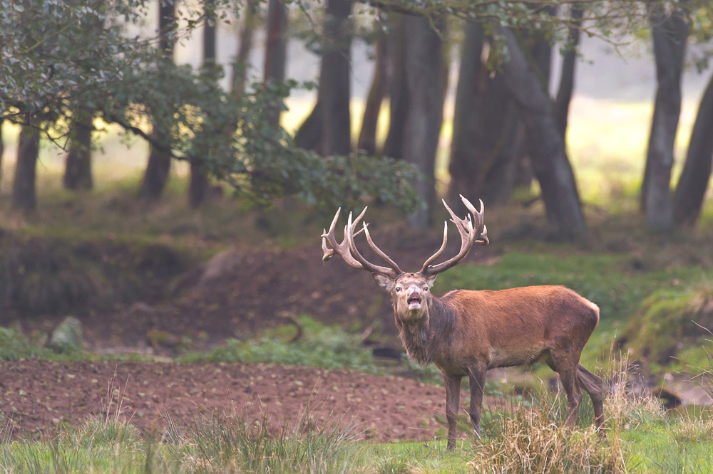 H1