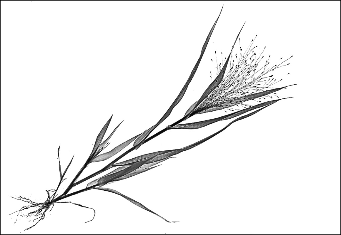 Haarige Rispenhirse_2_BW_1.jpg