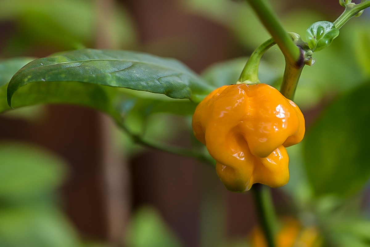 Habanero gelb-9990.JPG