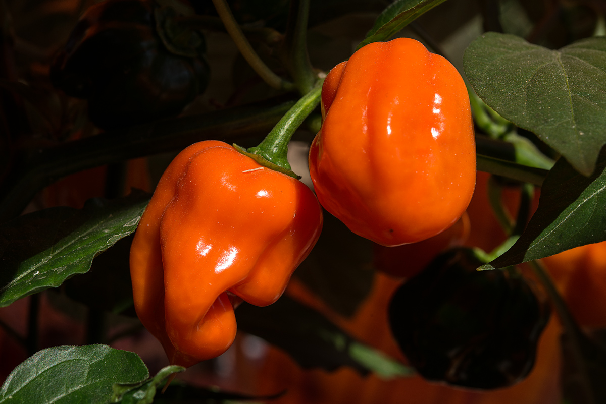 Habanero orange
