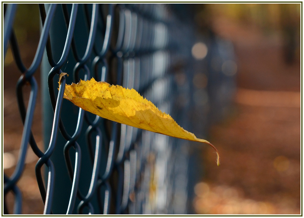 Haengendes Blatt 01