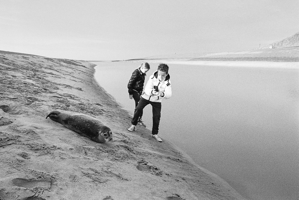 Hafenrobbe 000025
