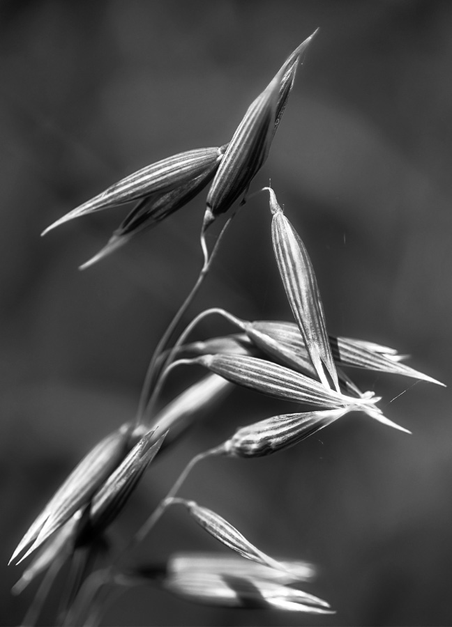 Haferrispe 1 BW.jpg