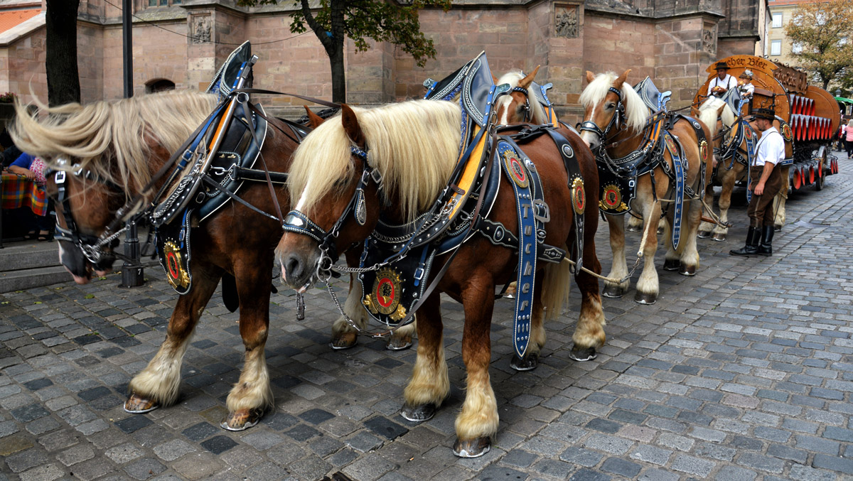 haflinger tucher