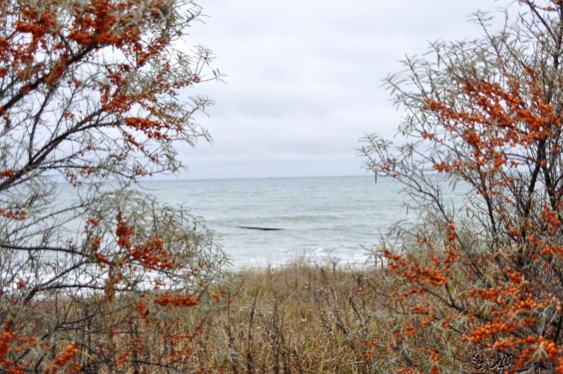 Hagebutten an der Ostsee