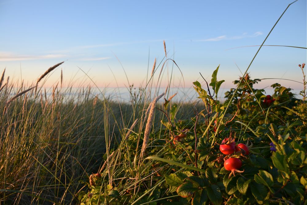 Hagebutten in den Dünen