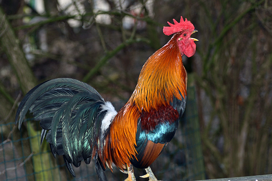 Hahn beim Krähen