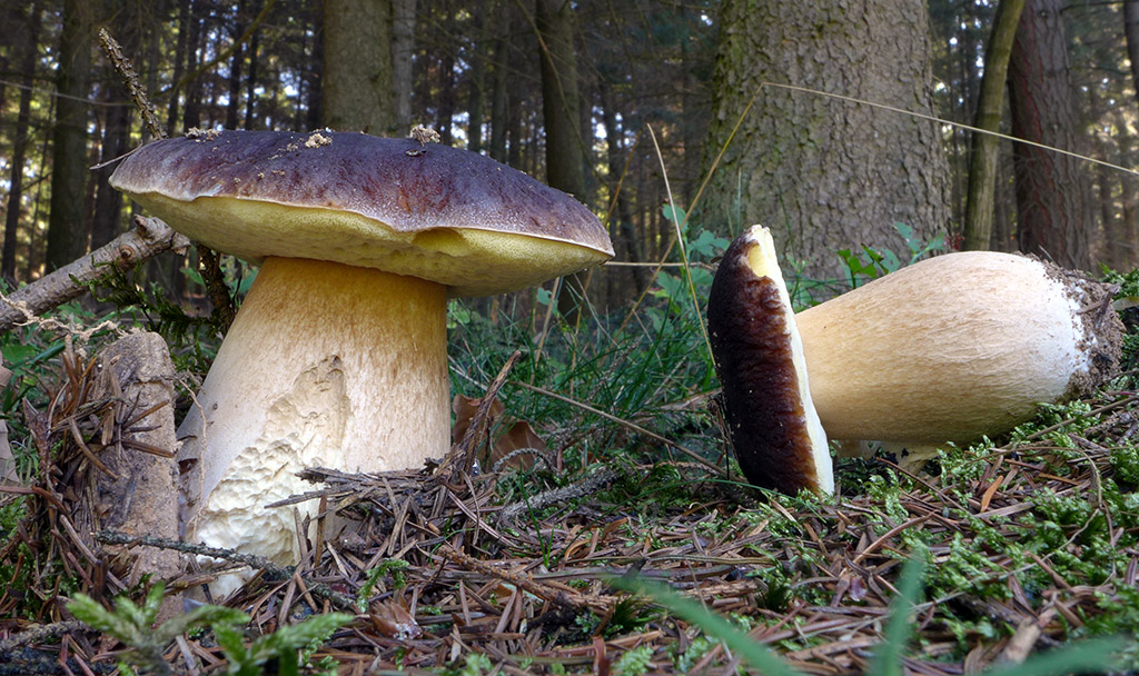 Hahn, Pilze, Bea 2013 210