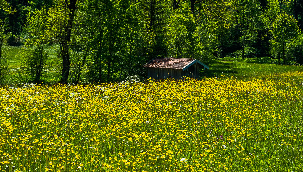 Hahnenfußwiese mit Hütte