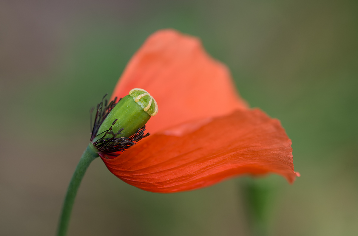 Halbmohn 2.jpg