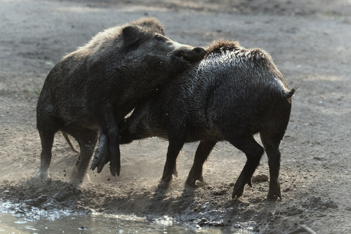 halbstarke wildschweine 1200
