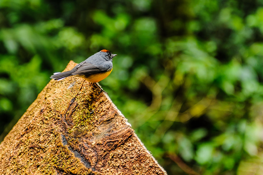 Halsband Waldsänger - Costa Rica

Collared Whitestart, Myioborus torquatus, New World Warblers, Parulidae