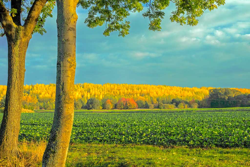 HAMA Fotowettbewerb Gold - Herbst Gold -
