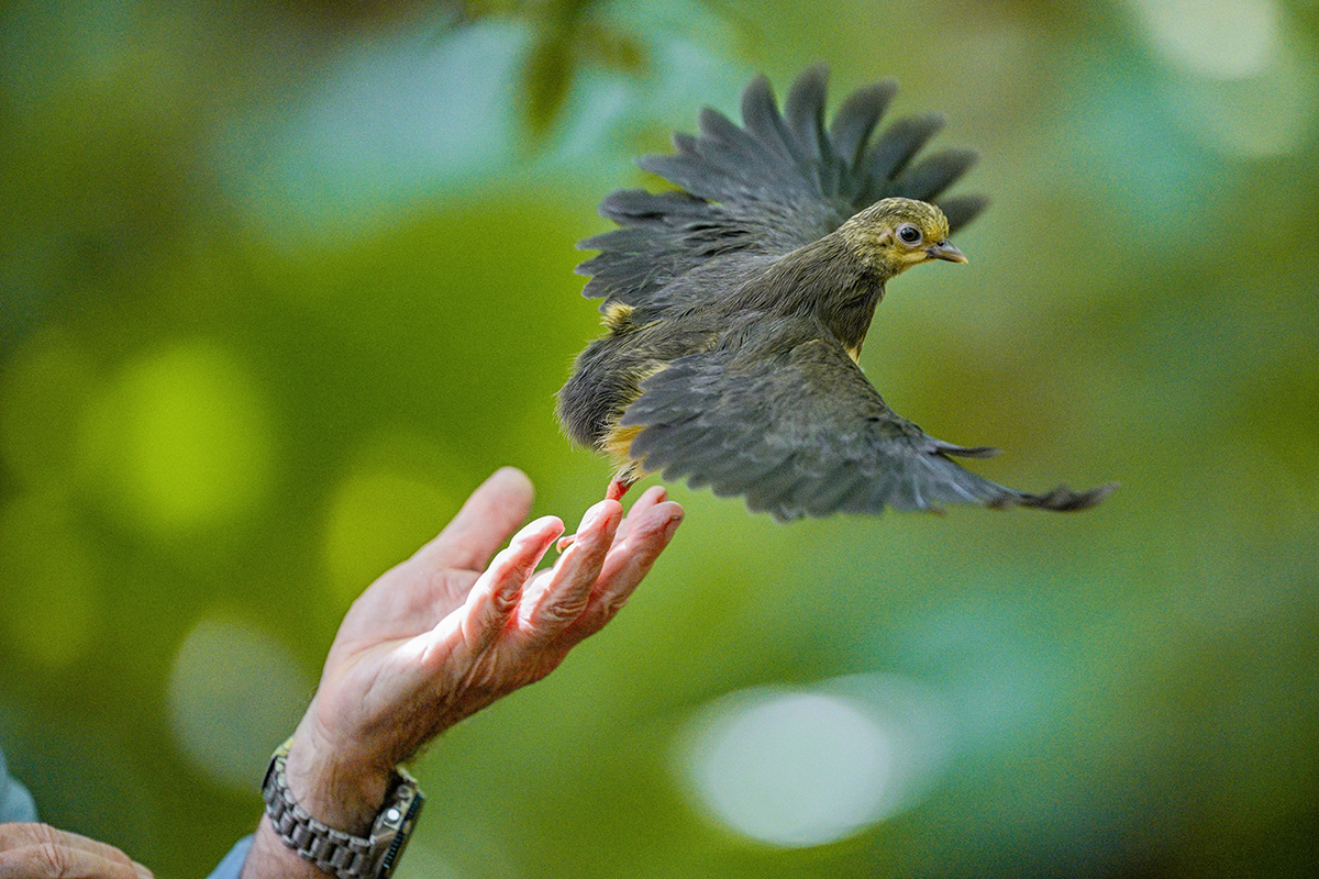Hammerhuhn-Jungvogel.jpg
