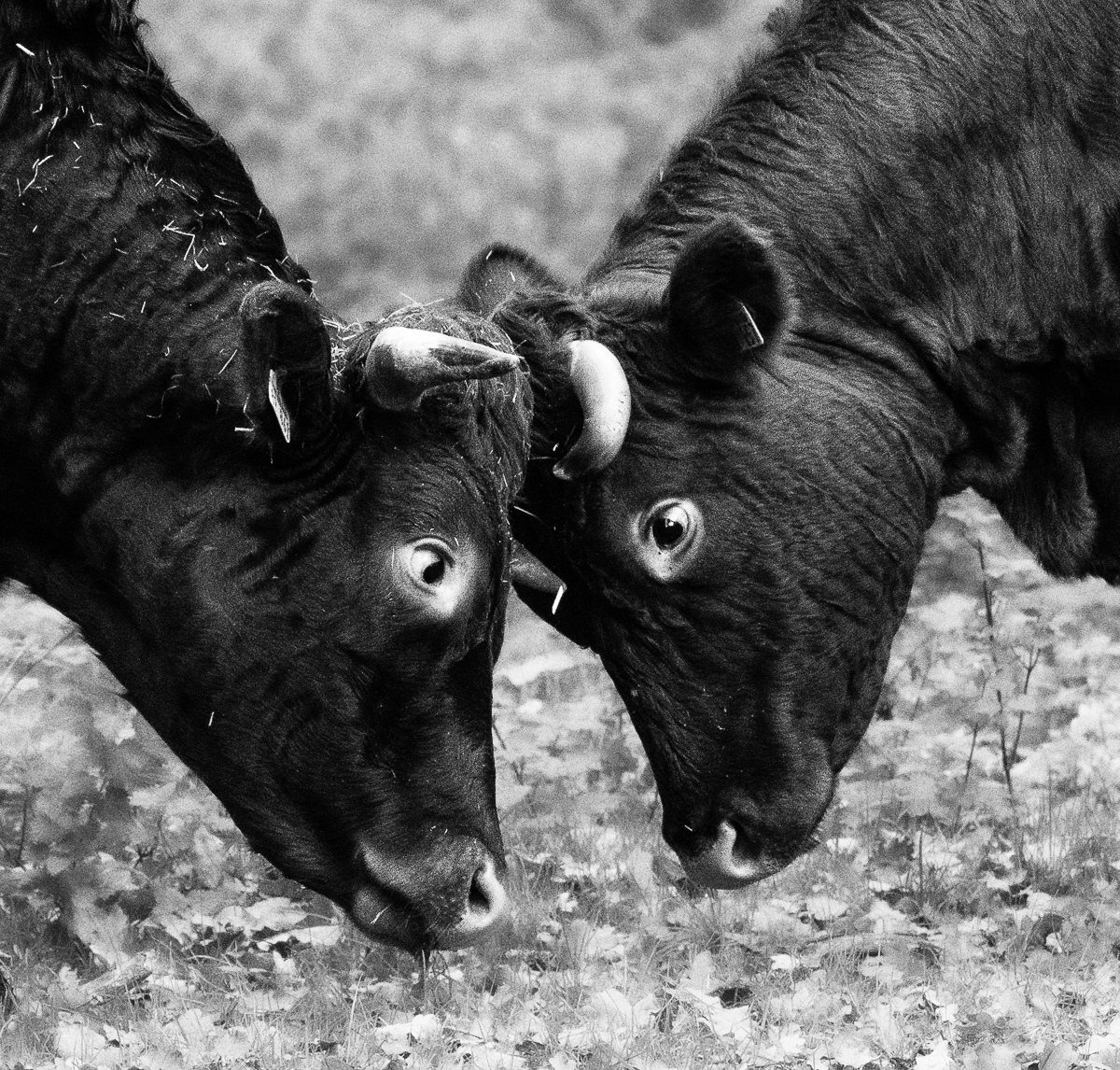 Hanau Fasanerie-0367-Bearbeitet.jpg