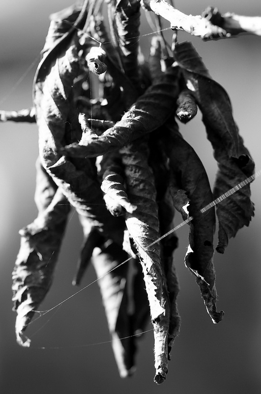 Hand bw