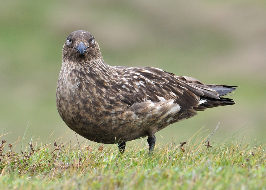 handa bonxie